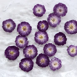 1.5-2.5cm/12PCS,Mini Rose Dried Flower petals,pressed flower DIY Drop Glue Phone Case Photo Frame Embossed Table Lamp Material