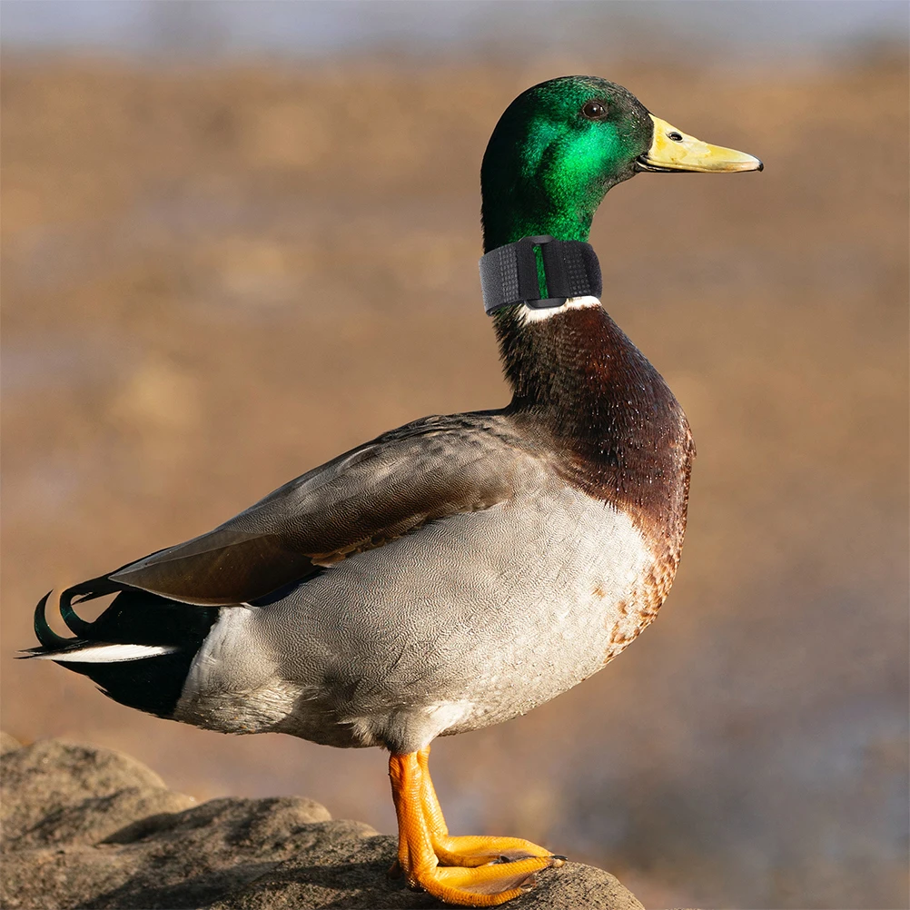 

8Pcs Safe Rooster Collars Crowing Proof Poultry Neck Belt Adjustable Nylon Material Long Lasting Use Rooster Anti-Crowing Collar