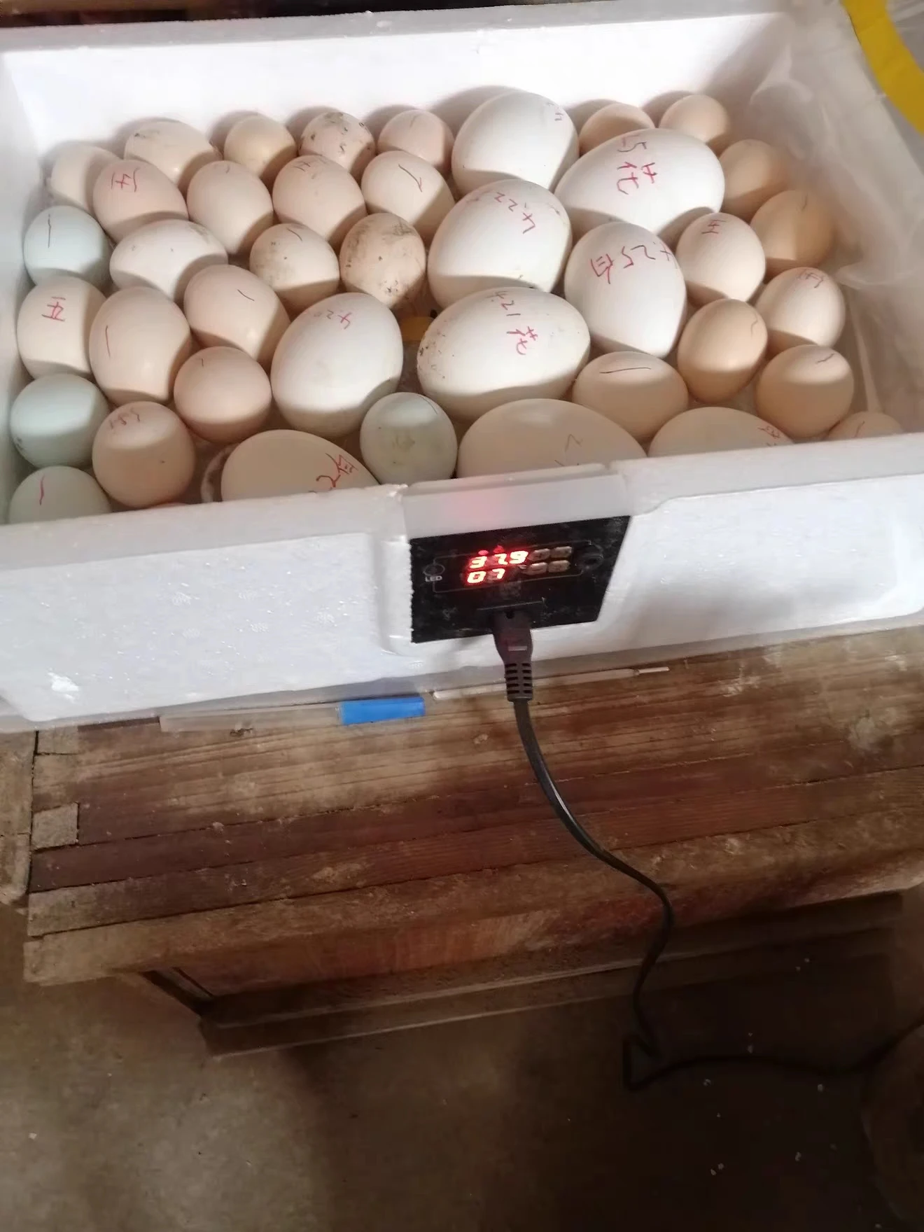 Fully Automatic Incubator For Egg Intelligent Bionic Chicken Duck Goose Waterbed and Incubator USB 24-hour Thermostatic