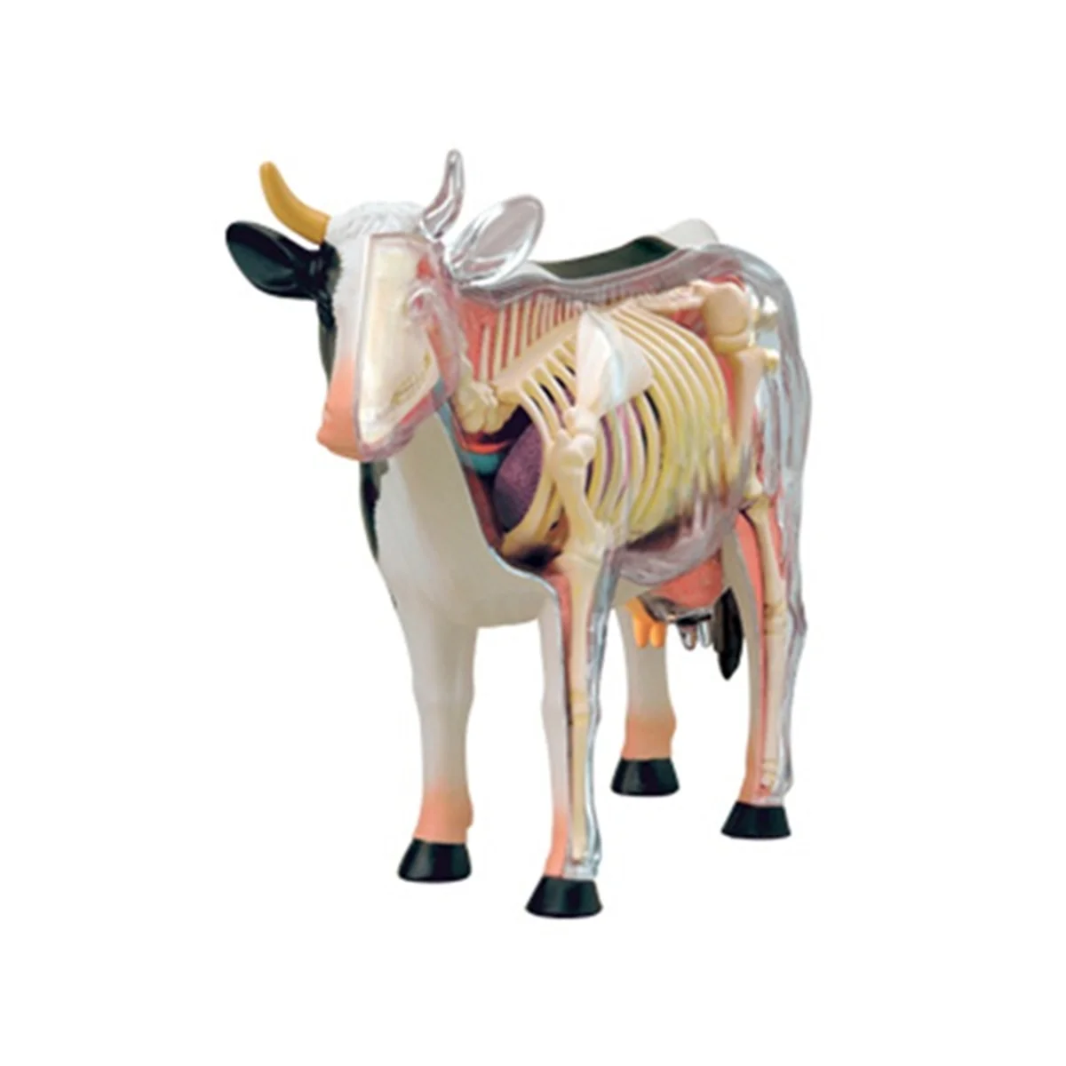 Gfc-modèle d'anatomie d'organe Animal 4D, jouet d'assemblage d'intelligence de vache, modèle d'enseignement d'anatomie, modèle Animal assemblé de vache
