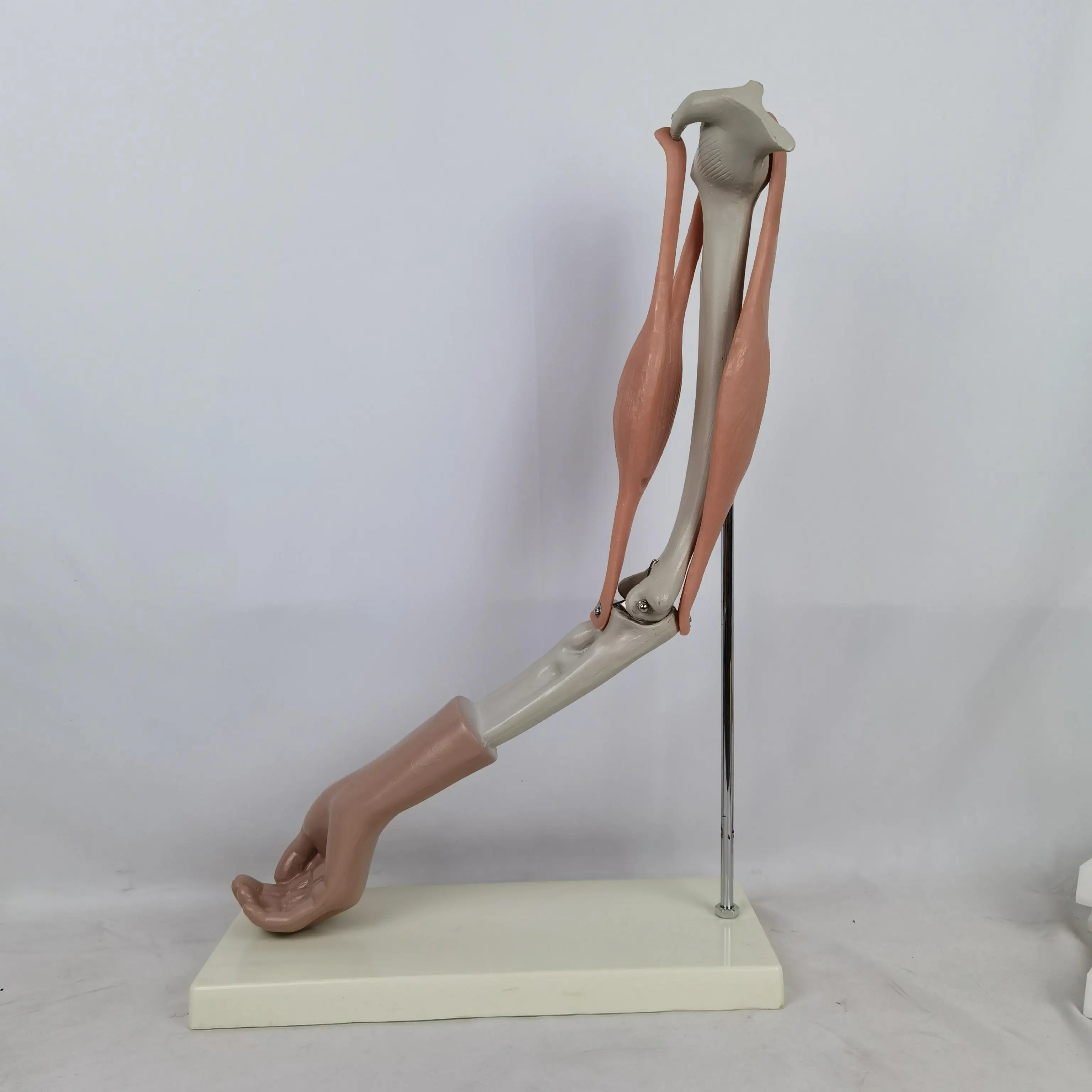 

Elbow joint function demonstration model stretching simulation muscle biceps brachii humerus upper limb arm can be moved