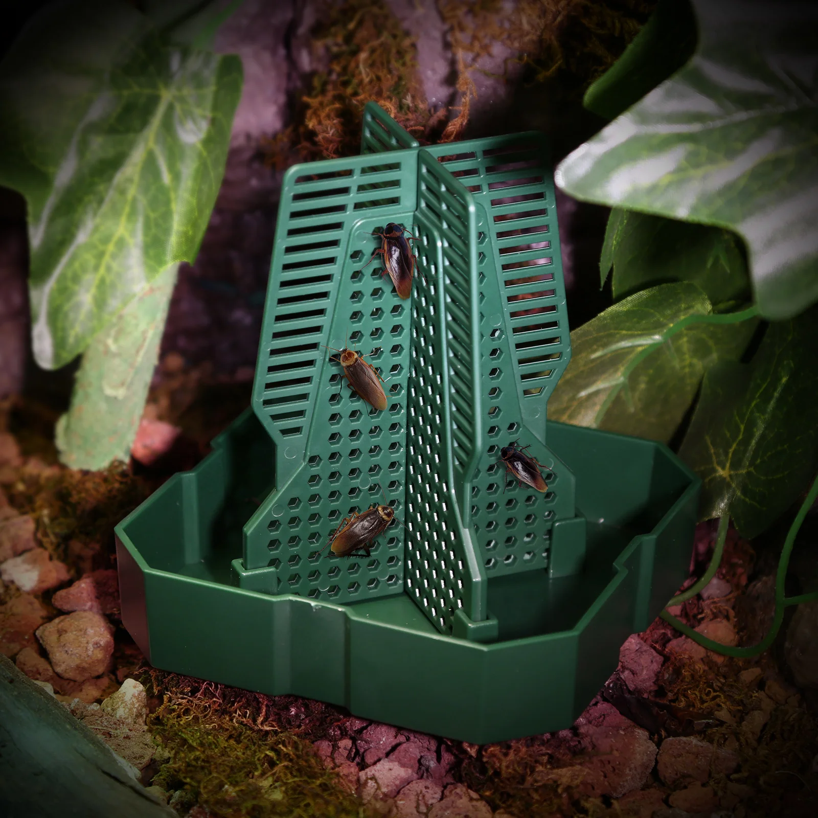 1 cricket, Dubia cockroach, live food, climbing predation dish, lizard, frog feeding basin