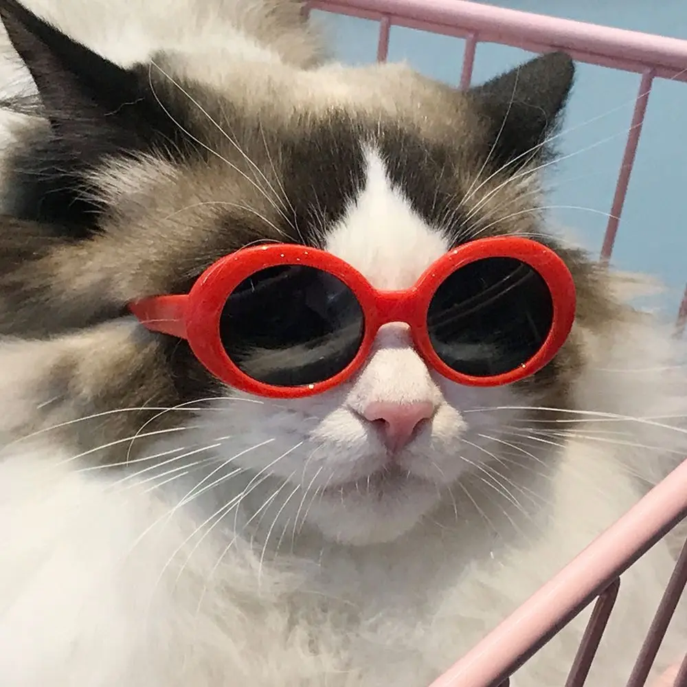 

Cool Round Photos Props Pet Accessoires Pet Products Pet Glasses Cat Glasses Pets Party Decor Cat Sunglasses Cat Eye-Wear