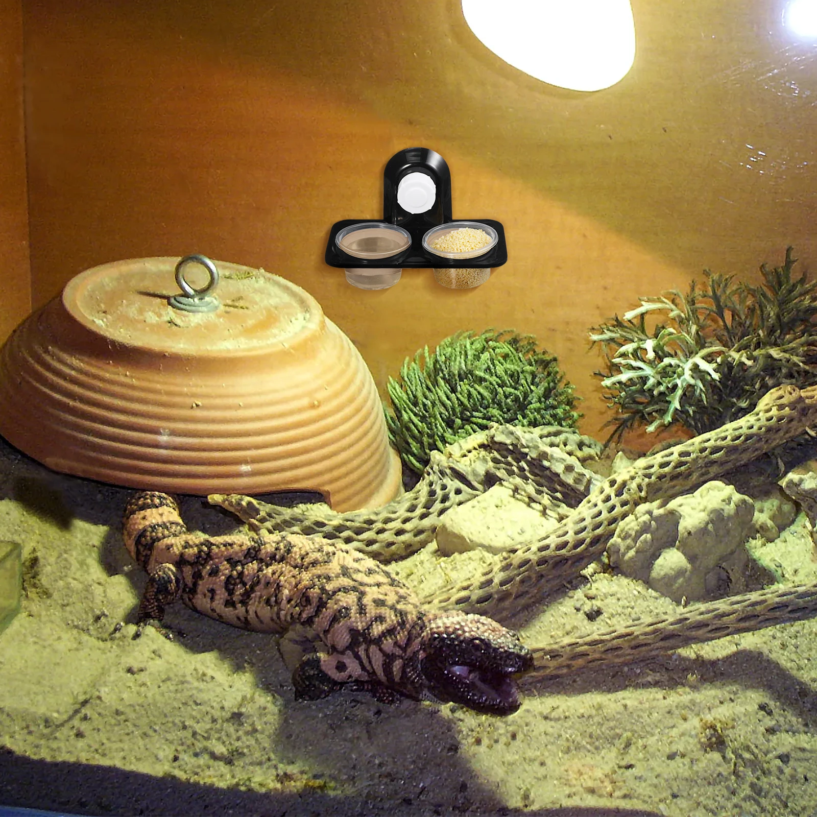 

Reptile Suction Cup Food Water Bowl Feeder Container Basin for Lizard Turtle Gecko Scorpion Reptile Feeding Supplies