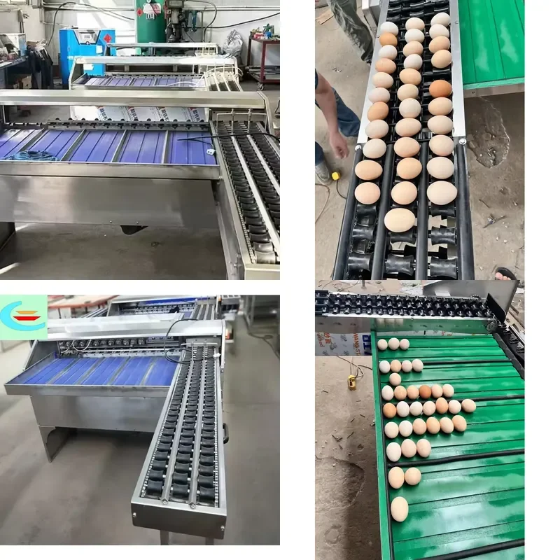 [2026] Sorter Grading Machine Grader Machine Production Line/ Weight Sorting Conveyor/5 Levels