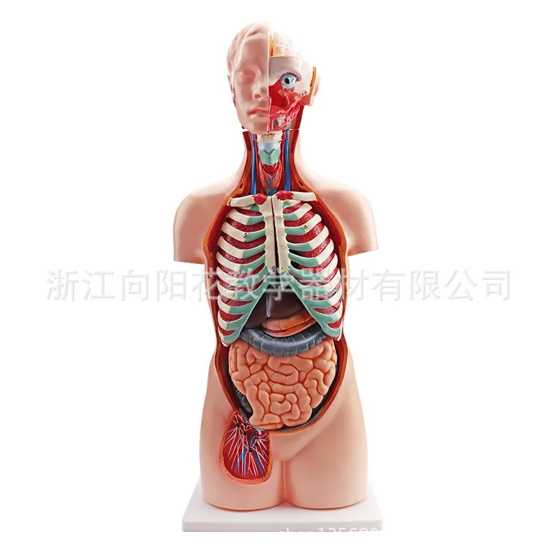 

XY-203-3 85CM human asexual back opening anatomy biomedical teaching model