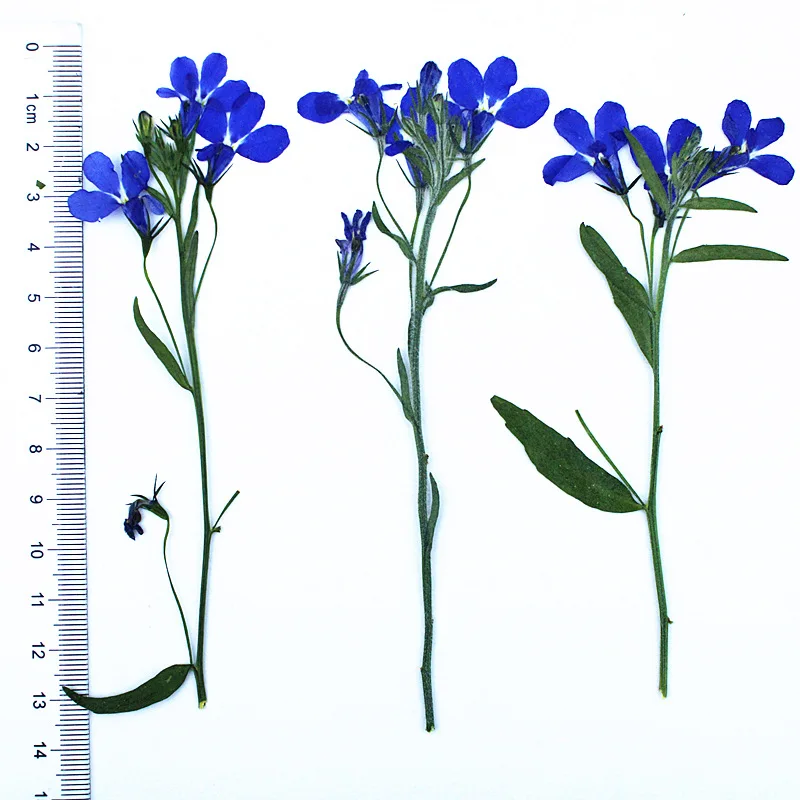 12 Stück, 6-10 cm, natürliche Lobelia-Pressblumen, echte getrocknete Blumen für wissenschaftliche Präsentationen, DIY-Lesezeichen, Lampendekoration, Harzanhänger, Bastelzubehör – Detail 8
