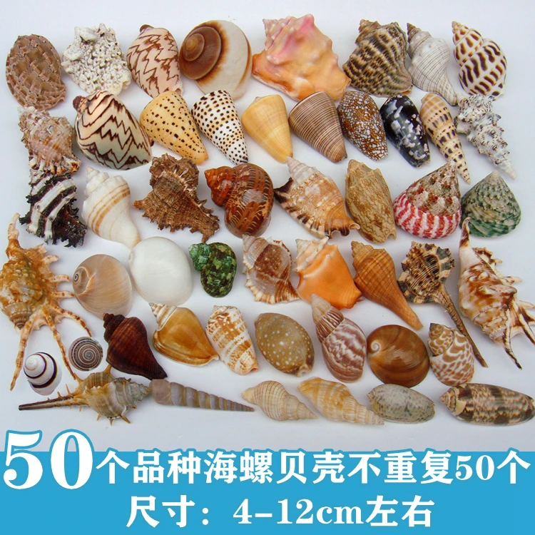 Natural Conch Shells Starfish Fish Tank Aquarium Landscaping Decoration Hermit Crab Shell Changing Crafts