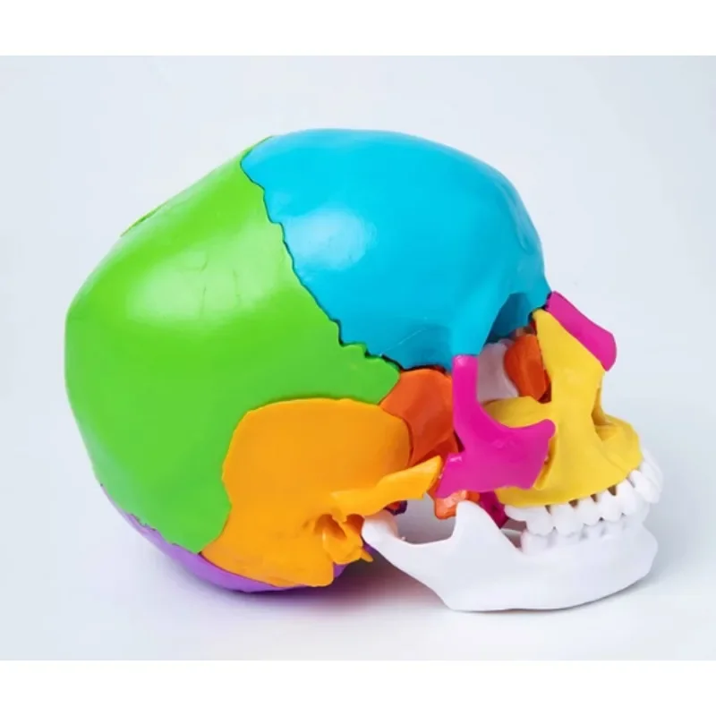 Anatomy 22 Part Colored Disassembled Human Head Skull Medical Science Model, 1:1 Life Size Didactic School Teaching Tool