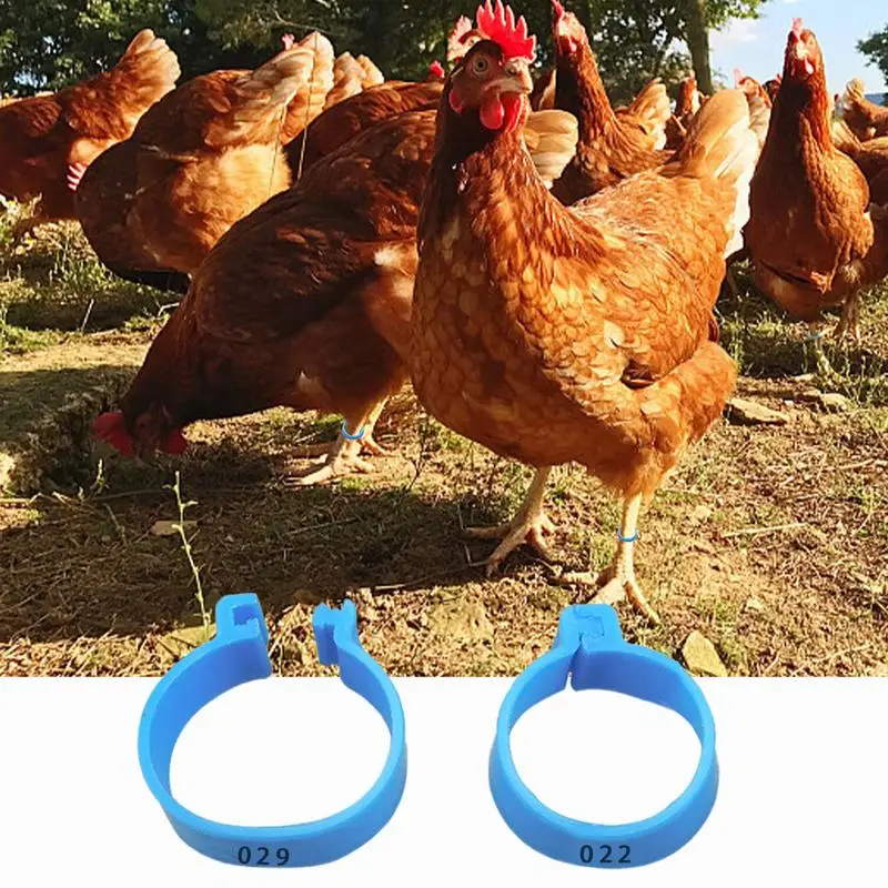 Anelli per cosce di pollo 30 pennarelli per etichette numerati per uccelli adulti gambe Clip su fasce per caviglie di pollame uccelli da gioco anelli per zampe di pollo fornitura per animali domestici