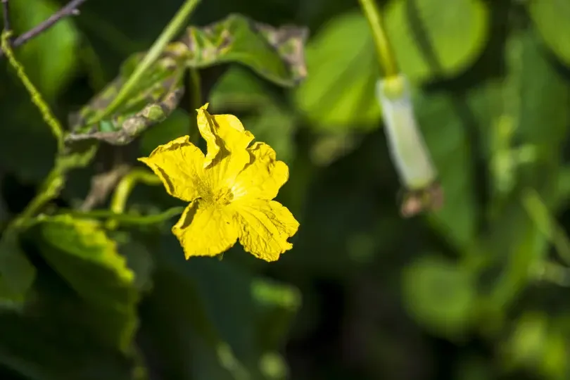 

48V lithium-ion battery 48V 15Ah 1000W 13S4P lithium-ion battery pack for 54.6V for Citycoco BMS electric scooters