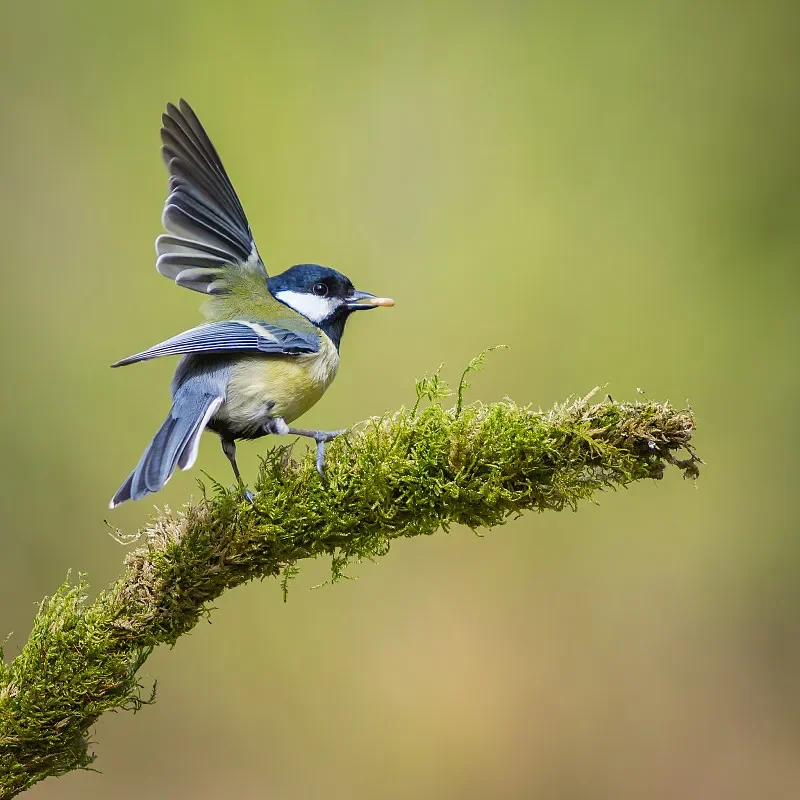 

SkyRC PDC100 100W GaN Charger with Built-in USB-C Cable-Multi-Protocol Support,Global Voltage,for RC Devices,Phones and Laptops