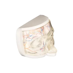 Clear Upper Facial Injection & Thread Lifting Training Model with Simulated Blood Vessels