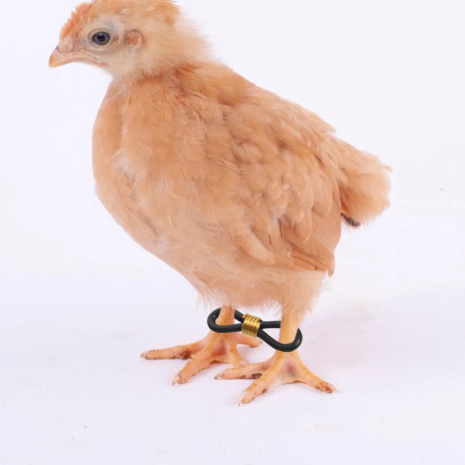 100Pcs Adjustable Black Chicken Leg Bands Splay Leg Brace Support Corrective Hobble Brace for Chicks Poultry Birds