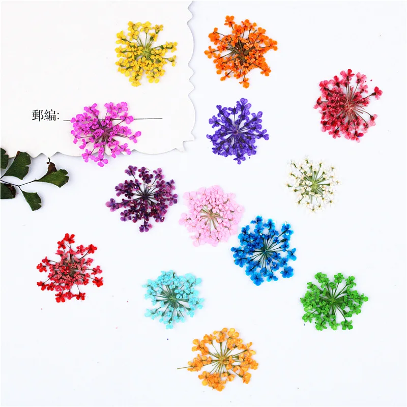 Snow Pearl flower small lace flower mini manicure dried flower plant specimen face decoration petal makeup stick face flower.