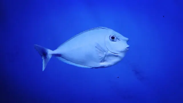 

1.9 Beadlock Wheel Aluminum and 1.9 RC Crawler Tires for Trxs TRX4 Axial SCX10 SCX10 II III Redcat Gen 8