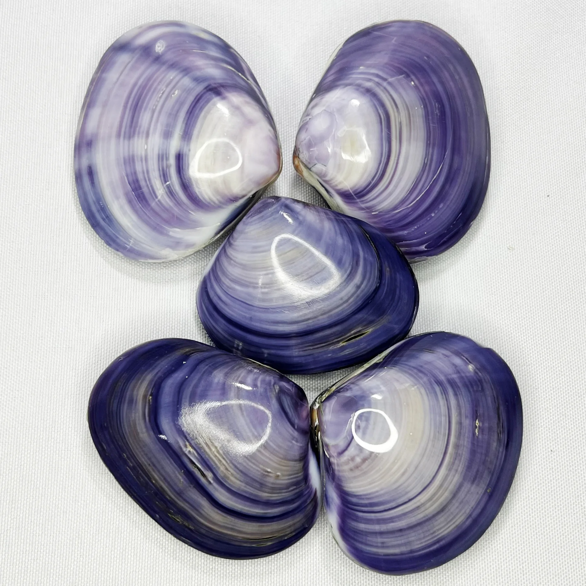 Natural Saxidomus Purpuratus Shell - Purple Clam Craft, Display Base Decor, Photography Prop, Coral Companion, Wholesale Marine