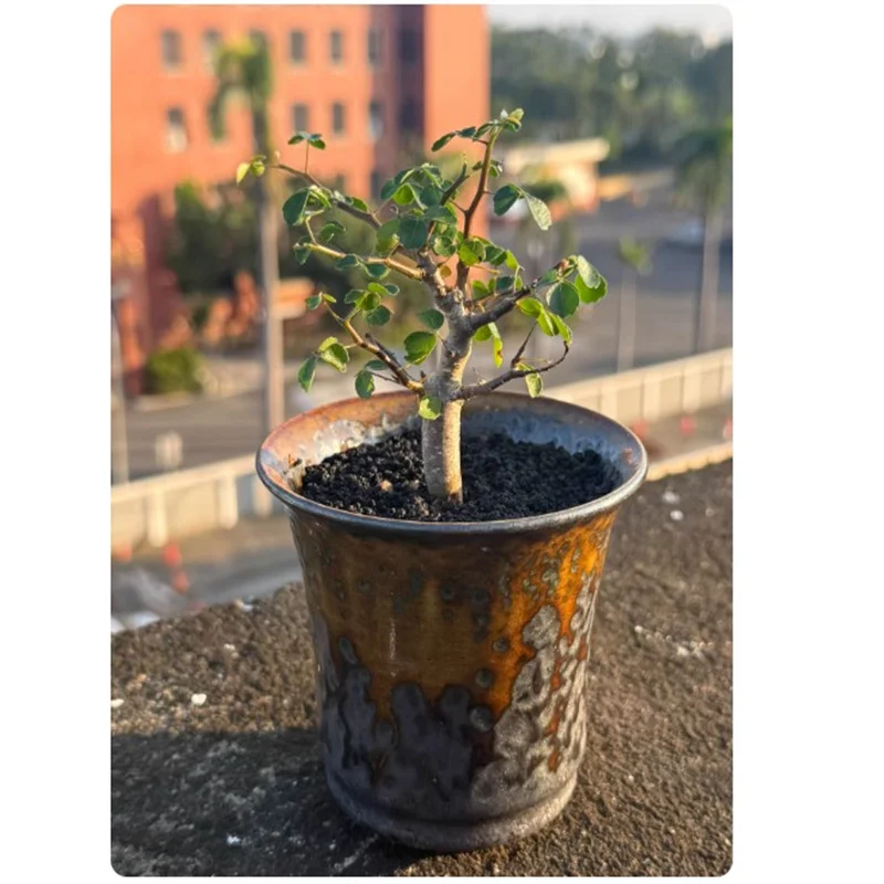 Bambi Brown,Amber Color,Glazed Porcelain Root Crops Pot,Pachypodium Agave Cactuses Plant Pot,Small Flower Vase,Bonsai Plant Pot