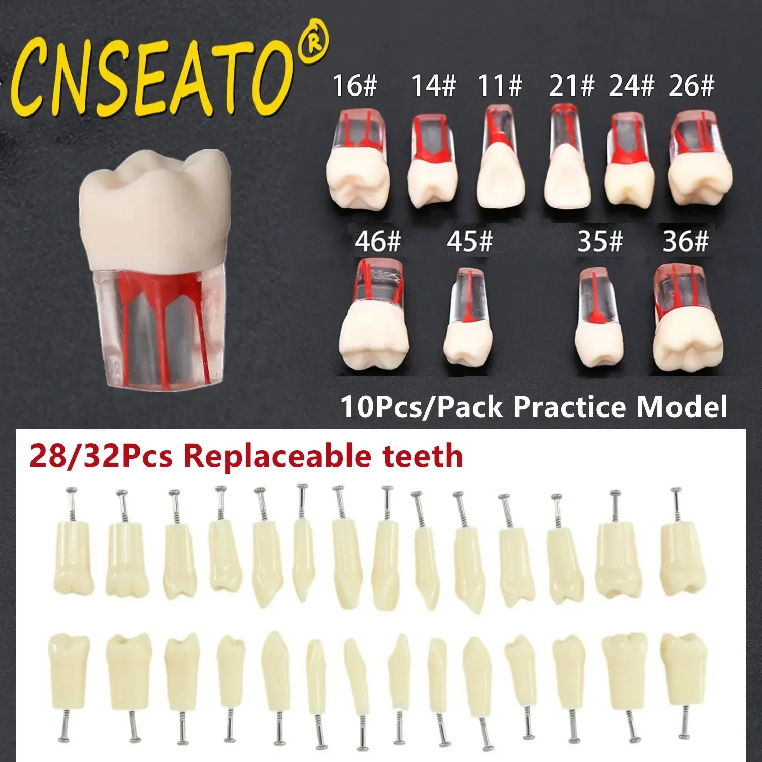 10Pc Dental Tooth Model Endodontic Root Canal Block RCT Practice Pulp Cavity Dentistry Replace Resin Teeth Endo Training Student