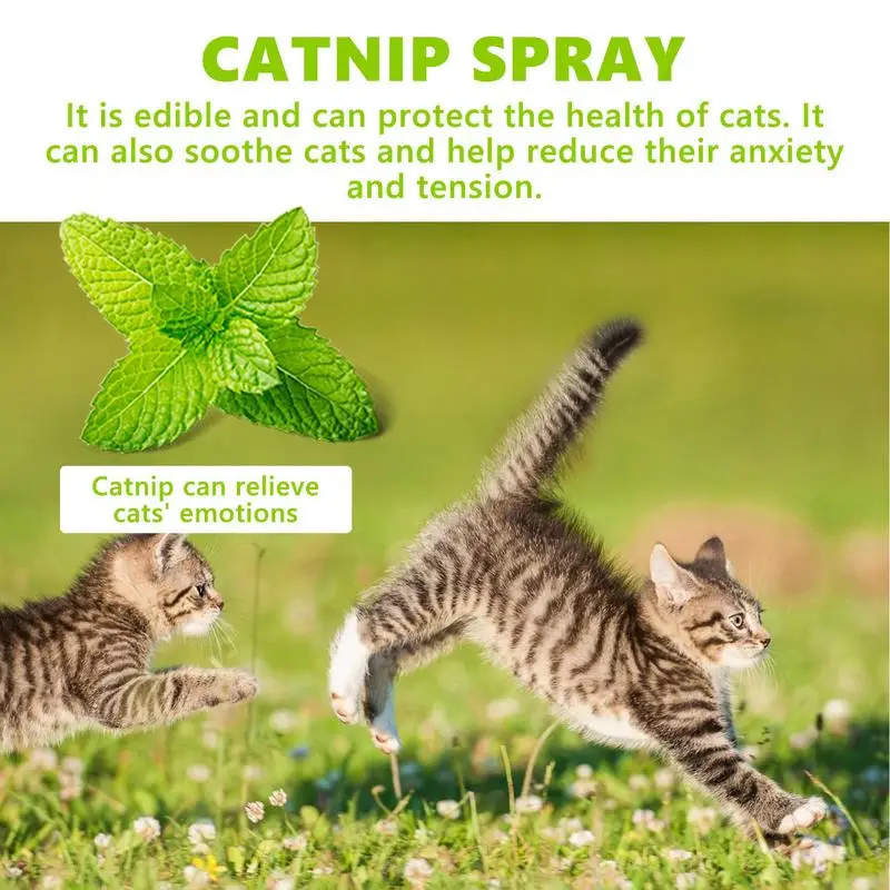 Catnip Cat Joy Spray Training Catnip Spray 100ml Pet Care Liquid Catnip Natural Plant Cat Attract Spray For Indoor Kittens Cats