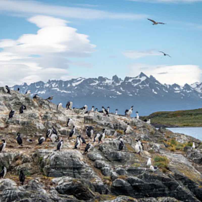 

For ARRMA 1/8 Kraton Outcast 1/7 Mojave EXB 50T Carbon Steel Center Diff Gear W249 W248 | Heavy Duty