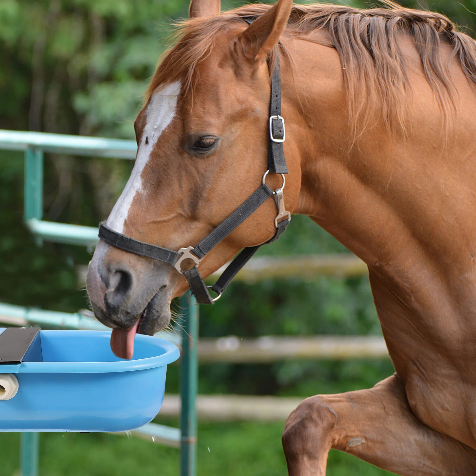 

Cattle Drinker Automatic Water Bowl Plastic Floating Trough Sheep Feeder Container Large Capacity Livestock Drinking Farm Animal