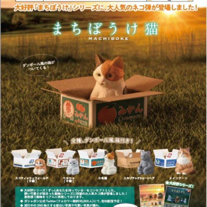 

Bandai Genuine Gashapon Cute Cat Box Action Figure Pet Animal Kawaii Anime Figurine Capsule Toys Doll Decor Creative Gift