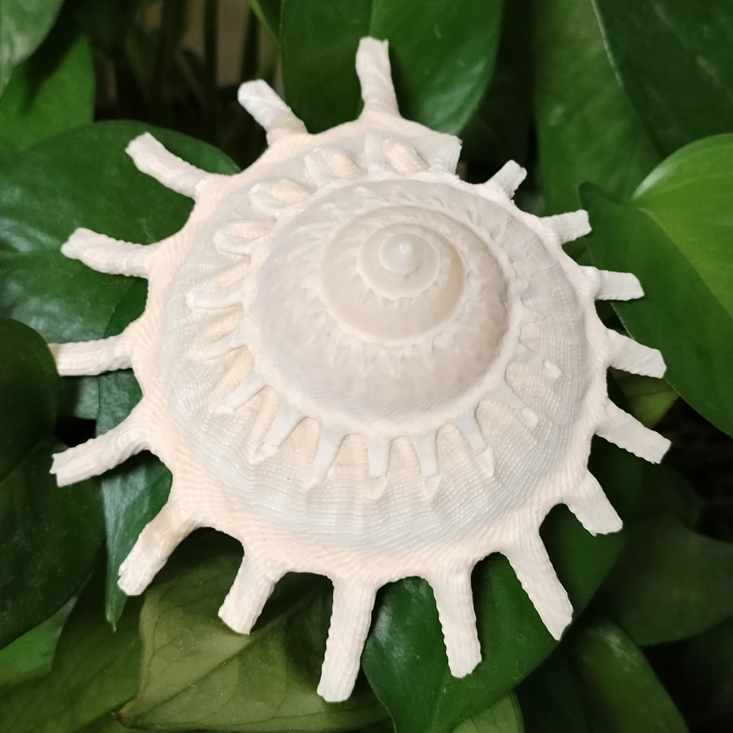 8-11CM Big Sunburst Carrier Shells Light Yellow Seashell Conch For Home Office Decorations Fish Tank Ornaments Collection