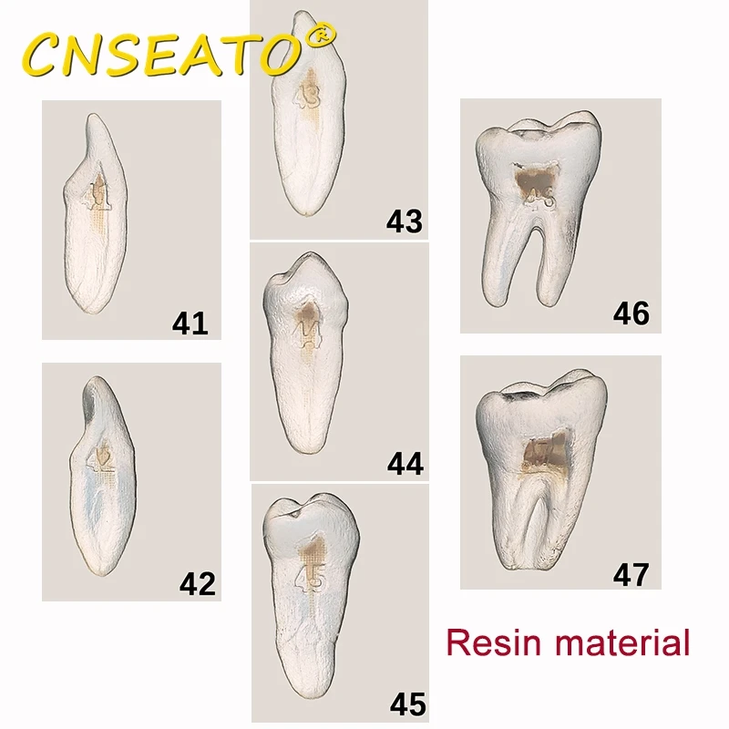 1 szt. Półprzezroczysty stomatologiczny model zębów do ćwiczeń kanałów korzeniowych do treningu endodontycznego badanie zębów wymień żywicę