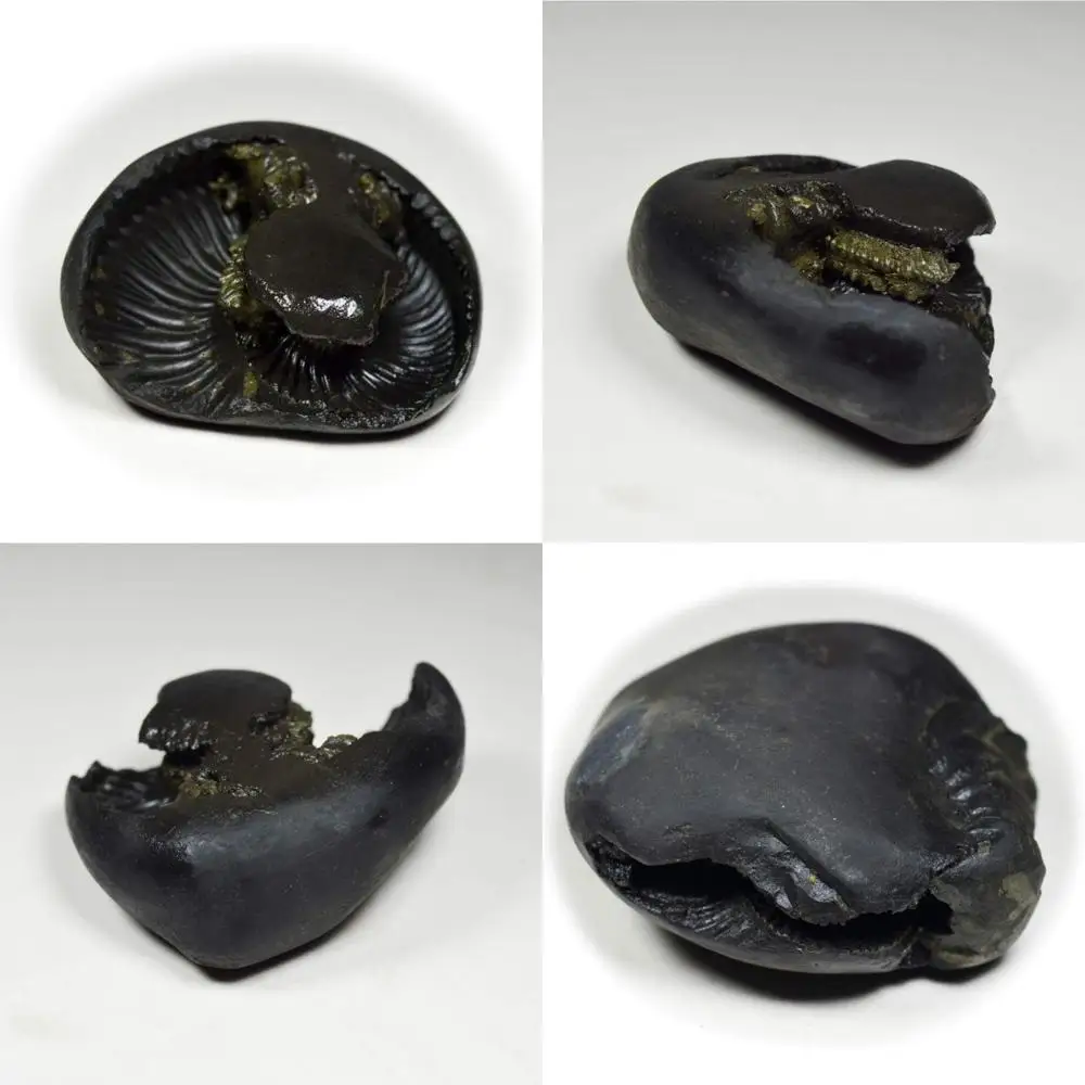 

Оптовая продажа, качество A+, 55 карат, оригинальный шелломграммный камень от реки Gandaki, Nepal: Gemstone Fossil Lord Vishnu