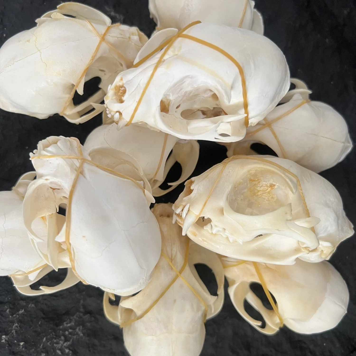 1-100 pcs Exquisite Collection of Real Skull Animal Bones for Craft, Home Decor, Specimen Collectibles Study, Special Gifts DIY