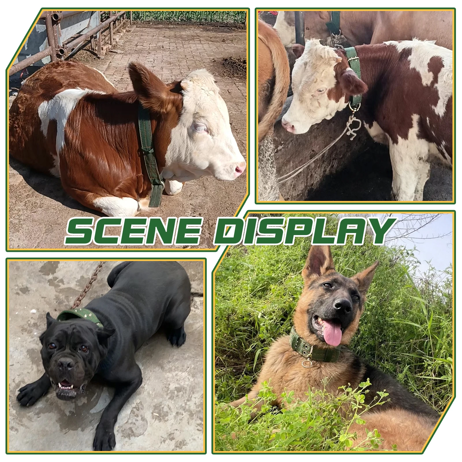 Tali Pengikat Belay Kuat dan Tahan Lama, Kalung Sapi yang Dapat Disesuaikan, Kalung Pengangkut Sapi, Perlengkapan Pemberian Pakan Ternak, Sabuk Kanvas, Peralatan Kedokteran Hewan