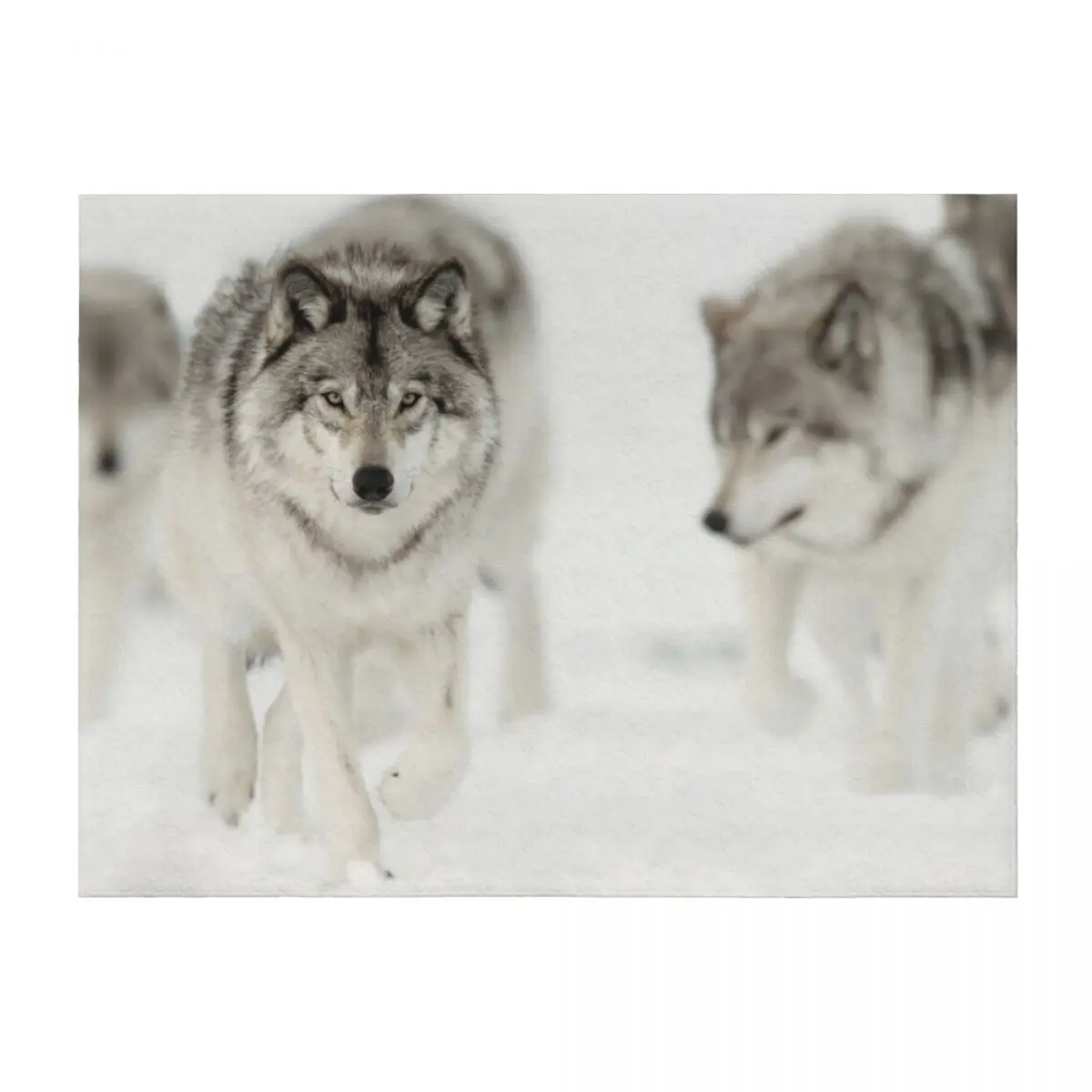 

Timber Wolf Pack Throw Blanket Shaggy Luxury Summer Blankets