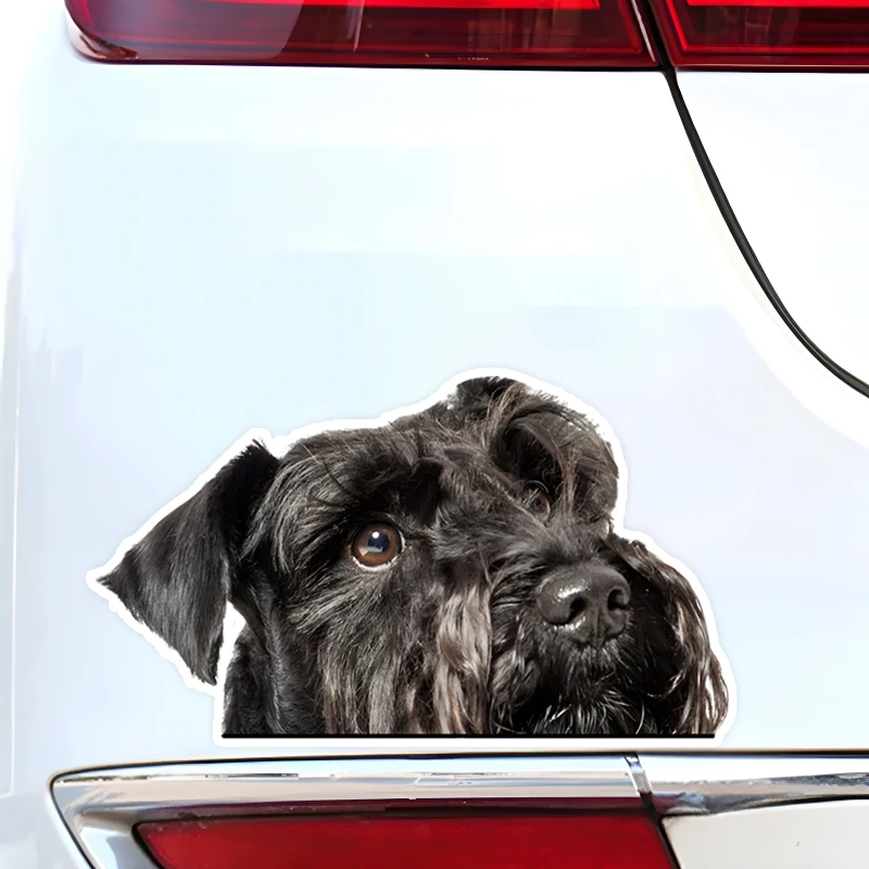 DK244# Peeking Schnauzer Car Stickers Scratch Covering Self-Adhesive Waterproof Decal Motorcycle Decorative Accessories