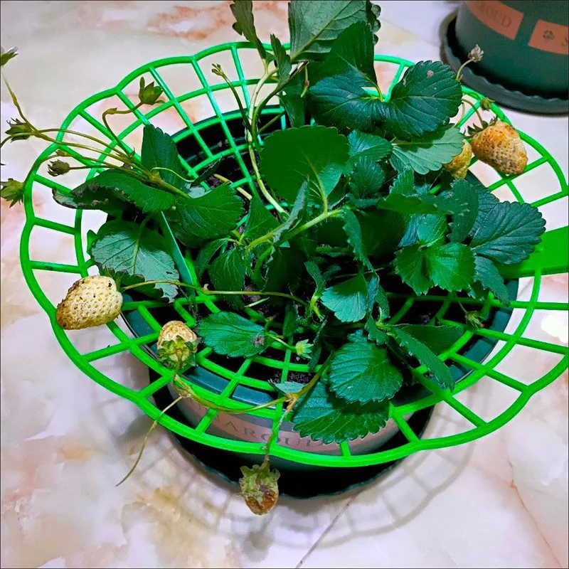 5Pcs Strawberry Support Frame Vertical Strawberry Cultivation Rack Tray Fruit Support Frame Rot-Prevention Plant Support
