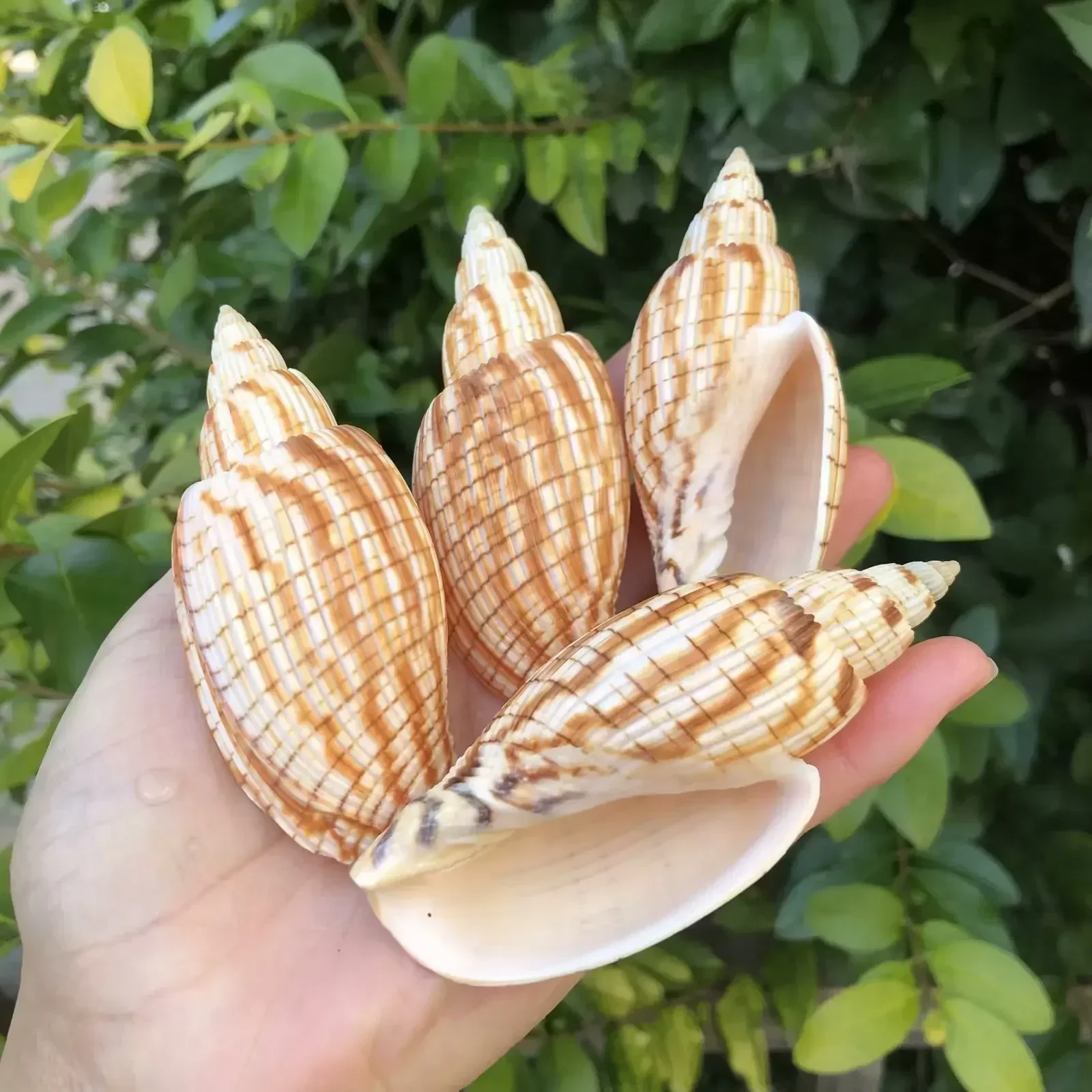 Natural Conch Shell Home Collection Ornaments Specimen Conch Hermit Crab Replacement Shell