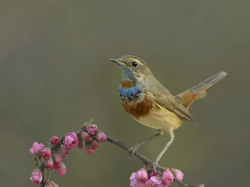 

LDARC R01 1/64 Mini RC Crawler — настольный RTR, 2,4 ГГц, для взрослых и детей