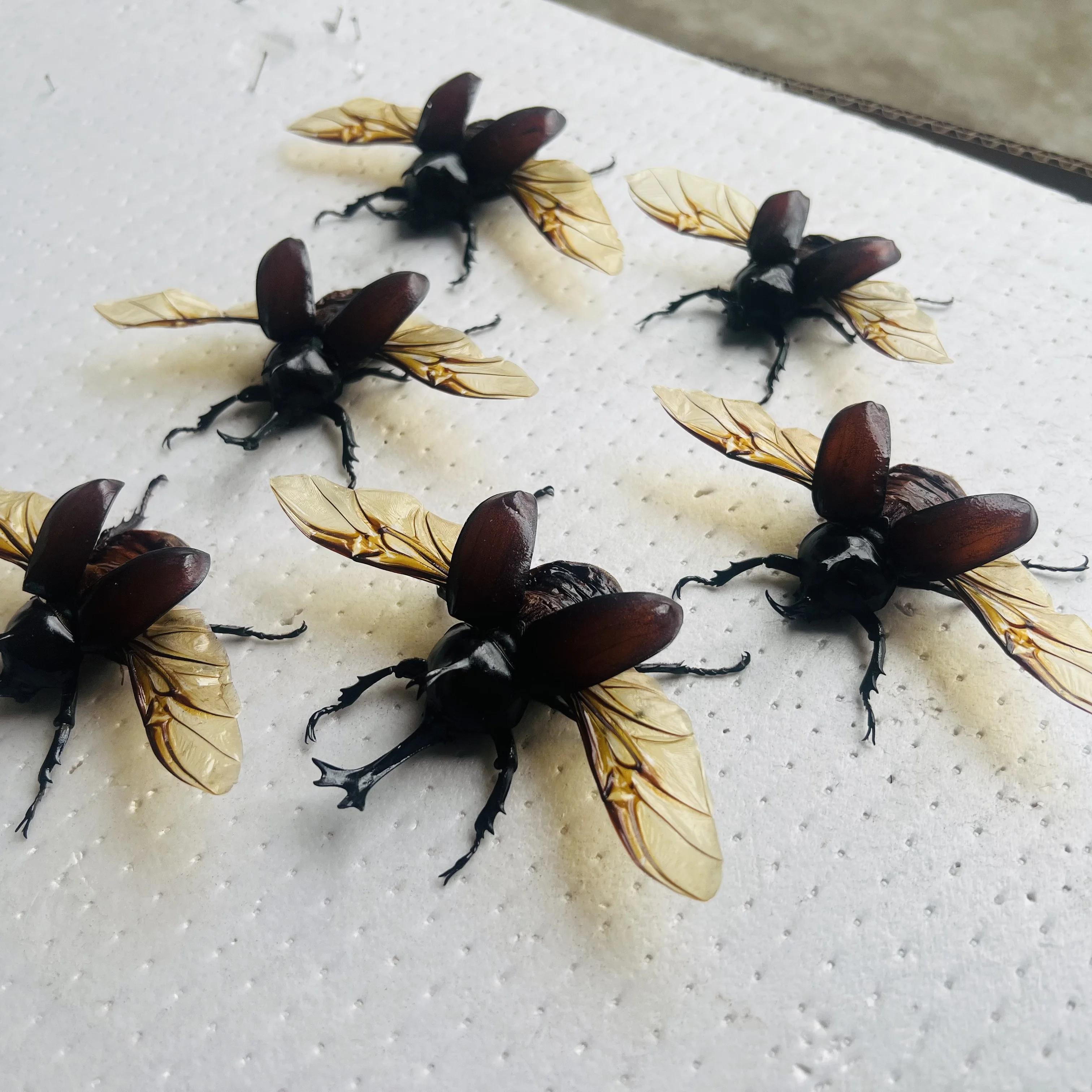 Real Allomyrina Dichotoma Beetle Specimen, Spread Unicorn Beetle Specimen, Natural Insect Taxidermy, Biology Teaching Specimen