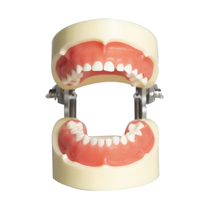 نموذج أسنان نفضية للأطفال، نموذج ممارسة التدريس عن طريق الفم، نموذج لأسنان الفم، فم كامل 24 وضع تحضير أسنان الطفل القابل للإزالة