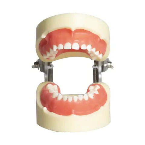 Child Deciduous Tooth Model, Oral Teaching Practice Model, Oral Tooth Model, Full Mouth 24 Removable Child Tooth Preparation Mod