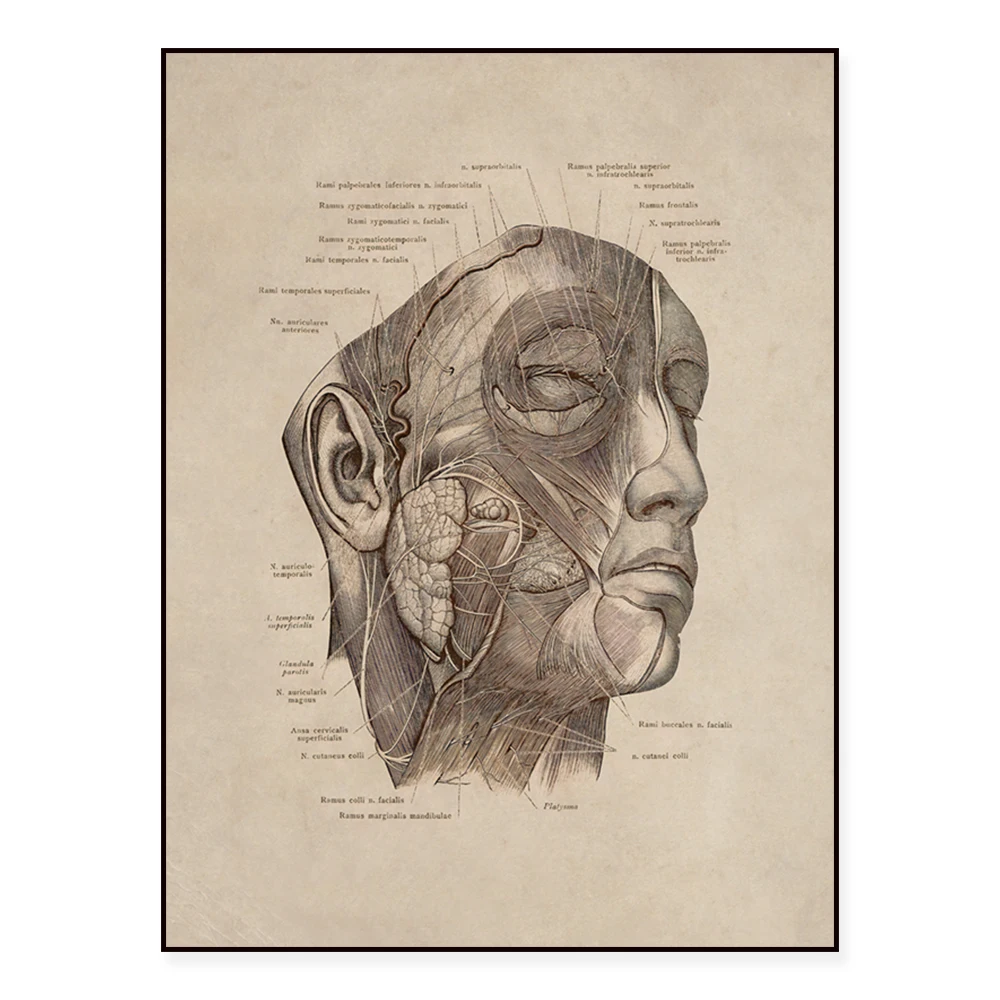 Vintage human head anatomy art poster, medical art. facial muscles. Facial nerve poster. muscular system. Nervous system diagram