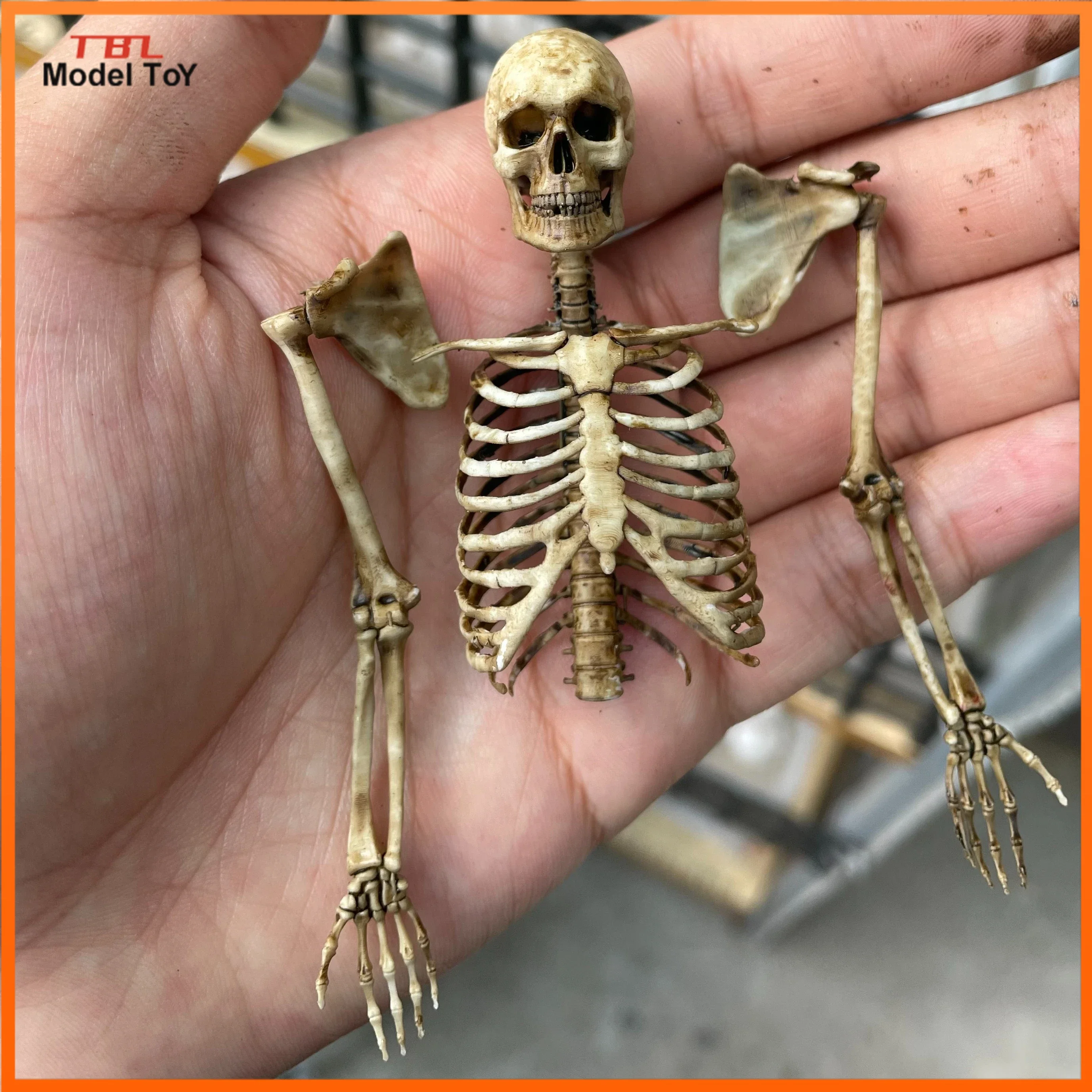 Esqueleto humano a escala 1/12, modelo de esqueleto de medio cuerpo para 6 en 7 pulgadas, accesorio de escena, juguetes de figuras de acción