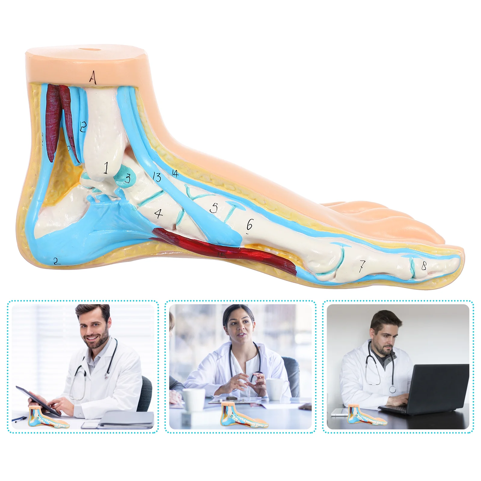 

Foot Joint Model Anatomical Normal for Teaching Human Anatomy Mold Hospital Medical Clinic Display Models