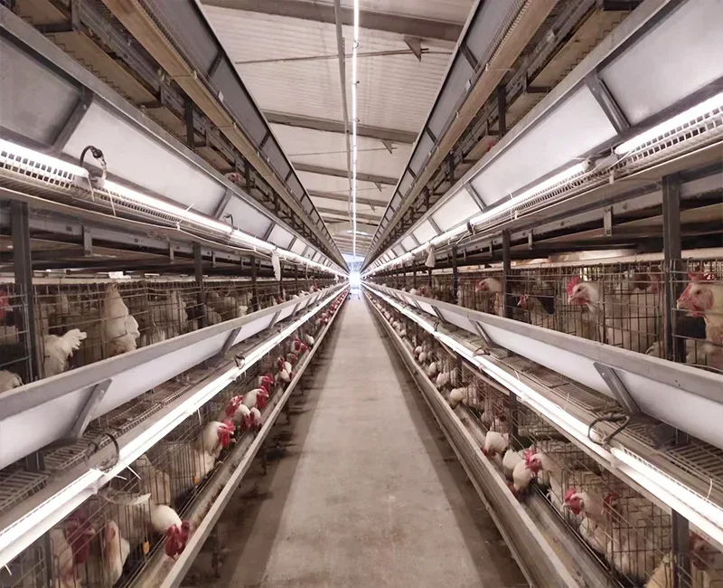 Full Automatic H Type Battery Layer Chicken Cage Egg Layer Chicken Cages for Layer Hens Chicken Poultry Farming