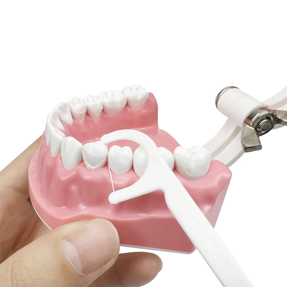 

Dental Model Oral Care Teaching Demonstration Model Brushing Flossing Practice Teeth Typodonts Model for Kids Education Studying