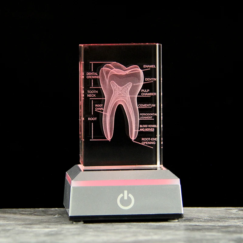 3D Crystal Teeth Cube Anatomy Model Home Decoration Craft Gifts