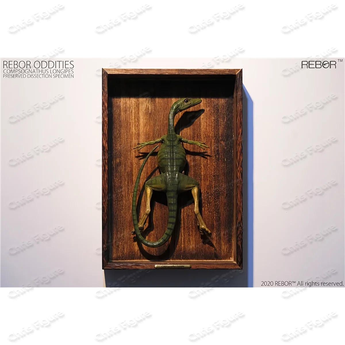 

In Stock Jurassic Dinosaur Simulation Model Toy REBOR Compsognathus Anatomical Specimen Collection Gift