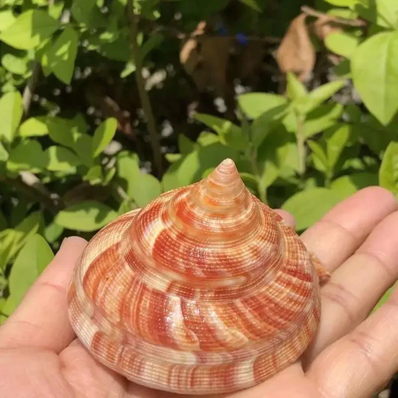 

Tower Snail Natural Shell Conch Red Wengrong Snail Fish Tank Aquarium Landscaping Decorative Specimen Snail