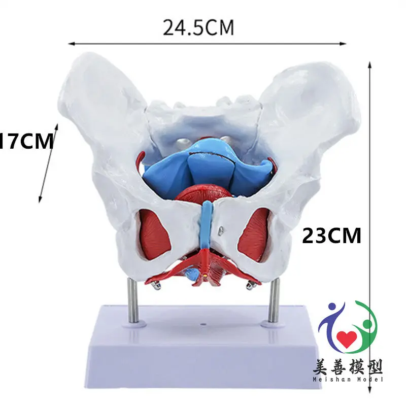 Teaching Simulation Pelvic Floor Muscle Female  And Uterus Model Female  Structure Bladder  Floor Muscle Rehab