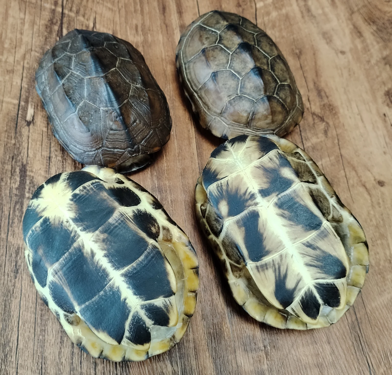 天然亀の甲羅、本物の動物の骨標本コレクション動物剥製家の装飾のため